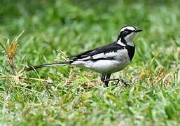 African Pied Wagtail