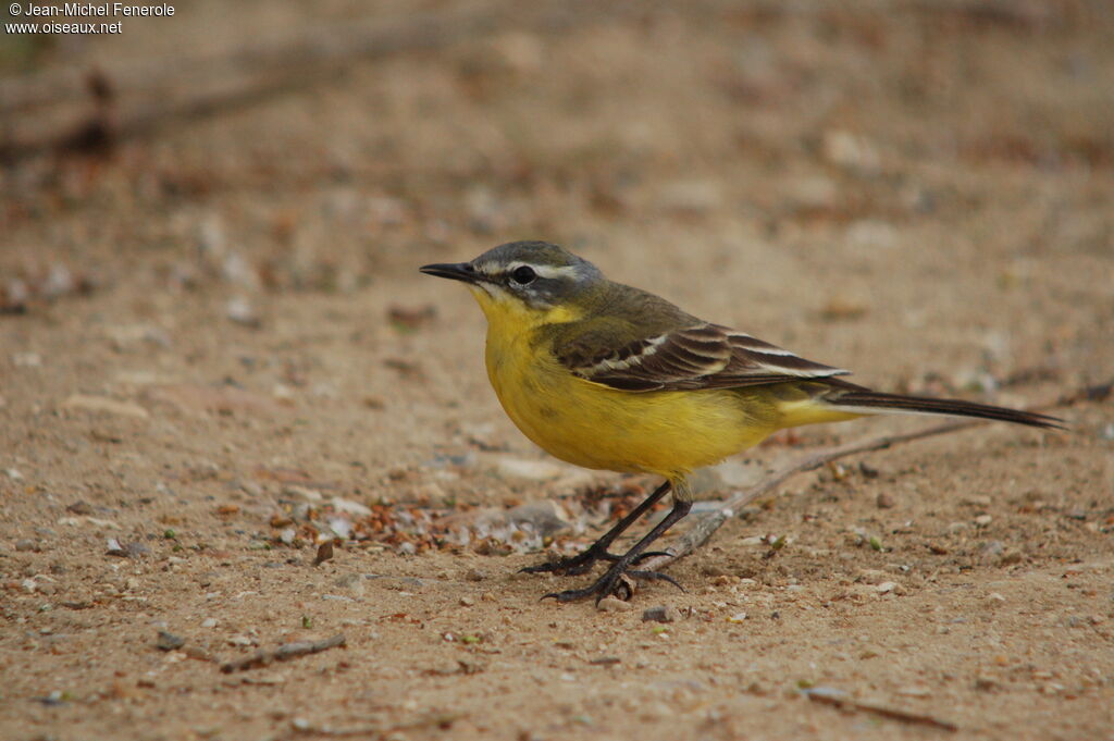 Western Yellow Wagtailadult