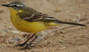 Western Yellow Wagtail