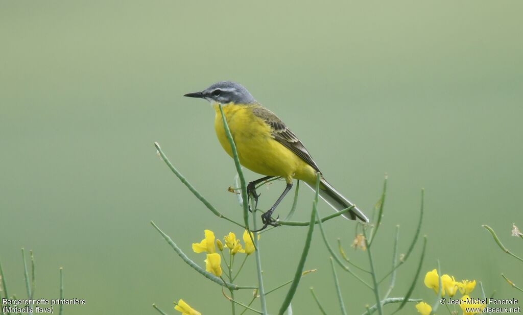 Western Yellow Wagtail