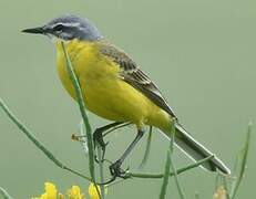 Western Yellow Wagtail