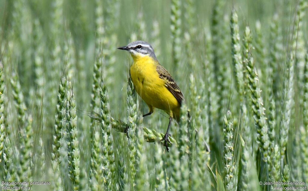 Western Yellow Wagtail