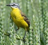 Western Yellow Wagtail