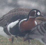 Red-breasted Goose