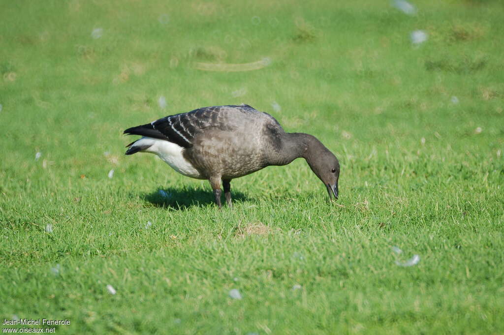 Brant GooseFirst year, eats