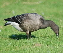 Brant Goose