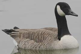 Canada Goose