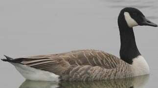 Canada Goose