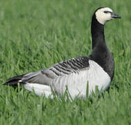 Barnacle Goose