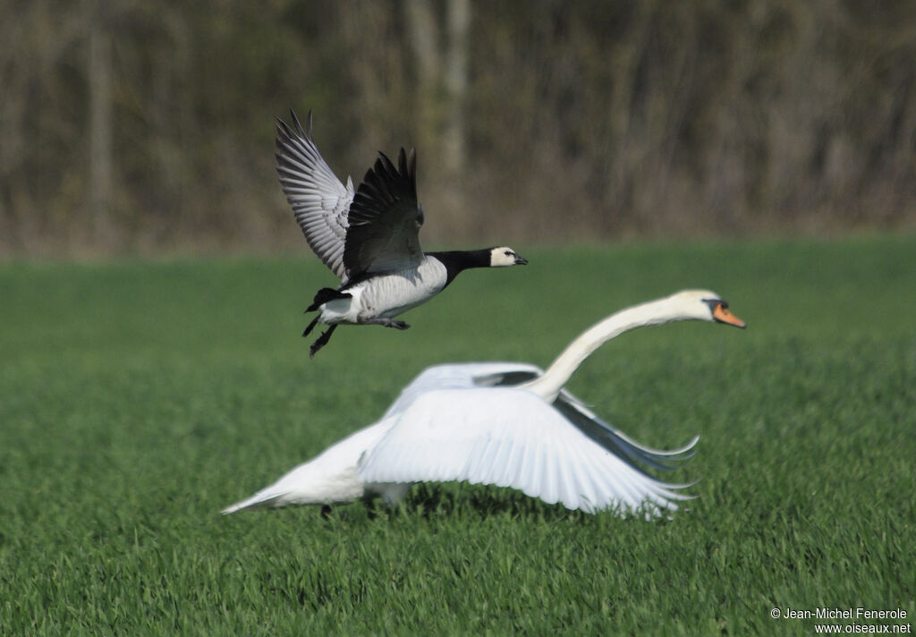 Barnacle Goose