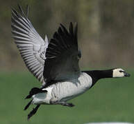 Barnacle Goose