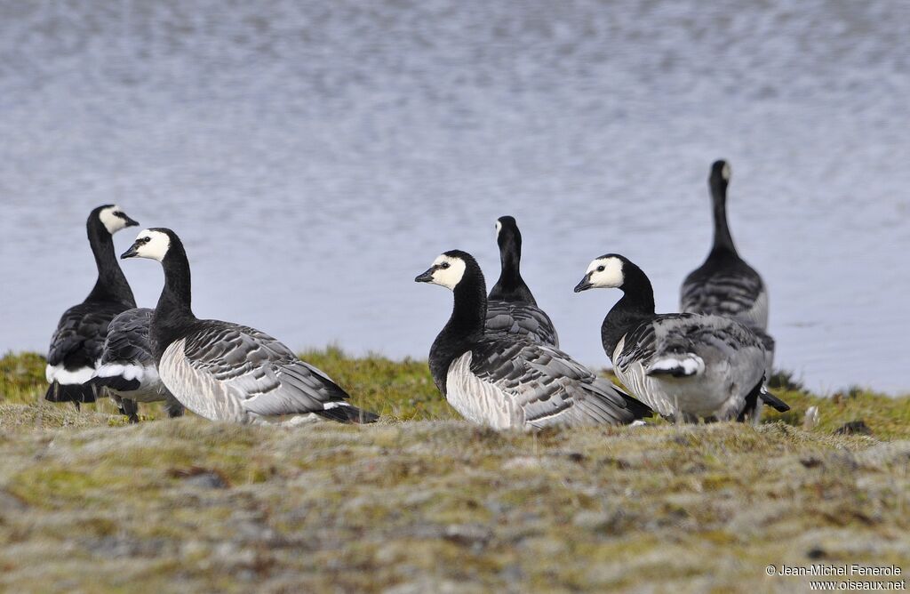 Barnacle Goose