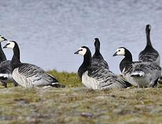 Barnacle Goose