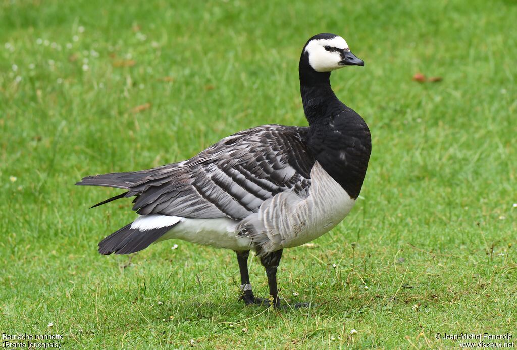 Barnacle Goose