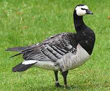 Barnacle Goose