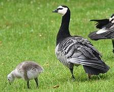 Barnacle Goose