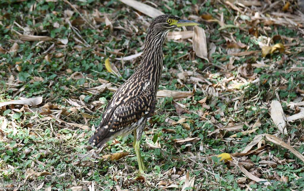 Nankeen Night Heronjuvenile, identification