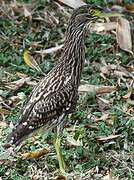 Nankeen Night Heron