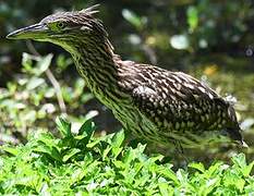 Nankeen Night Heron