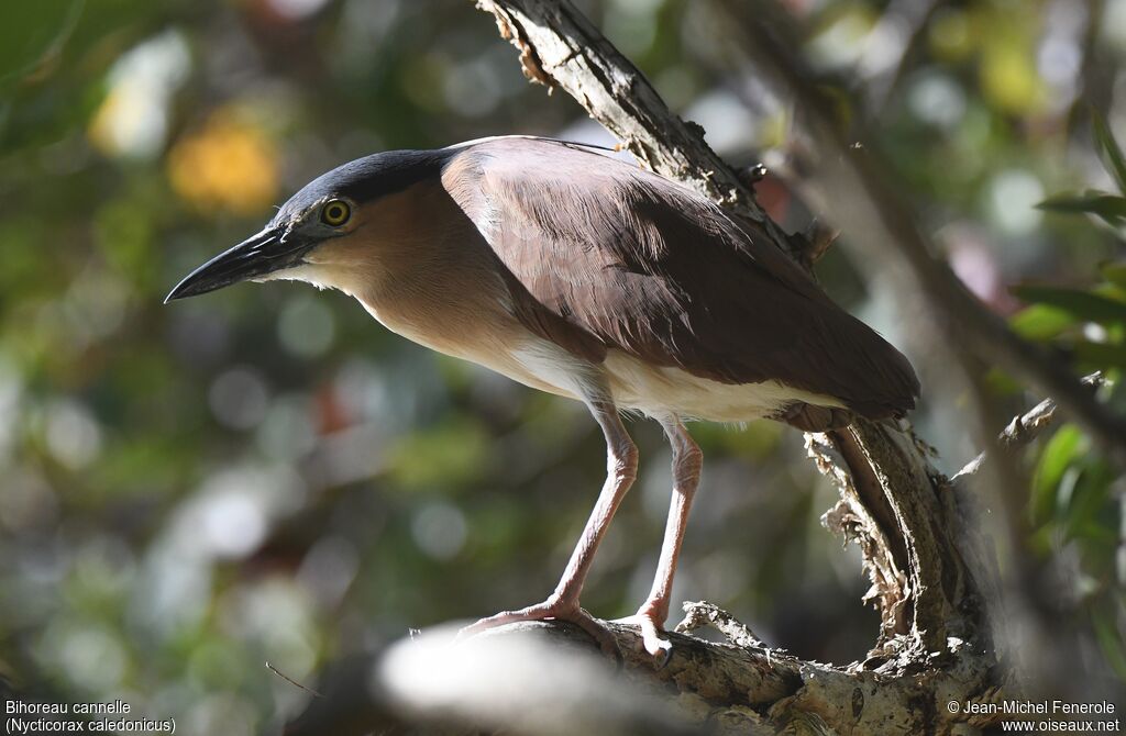 Nankeen Night Heron