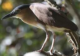 Nankeen Night Heron