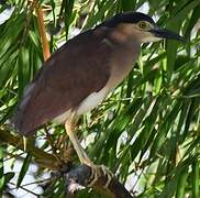 Nankeen Night Heron