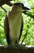 Nankeen Night Heron