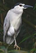 Black-crowned Night Heron