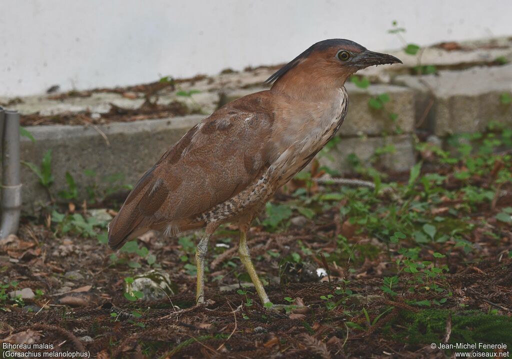 Bihoreau malaisadulte