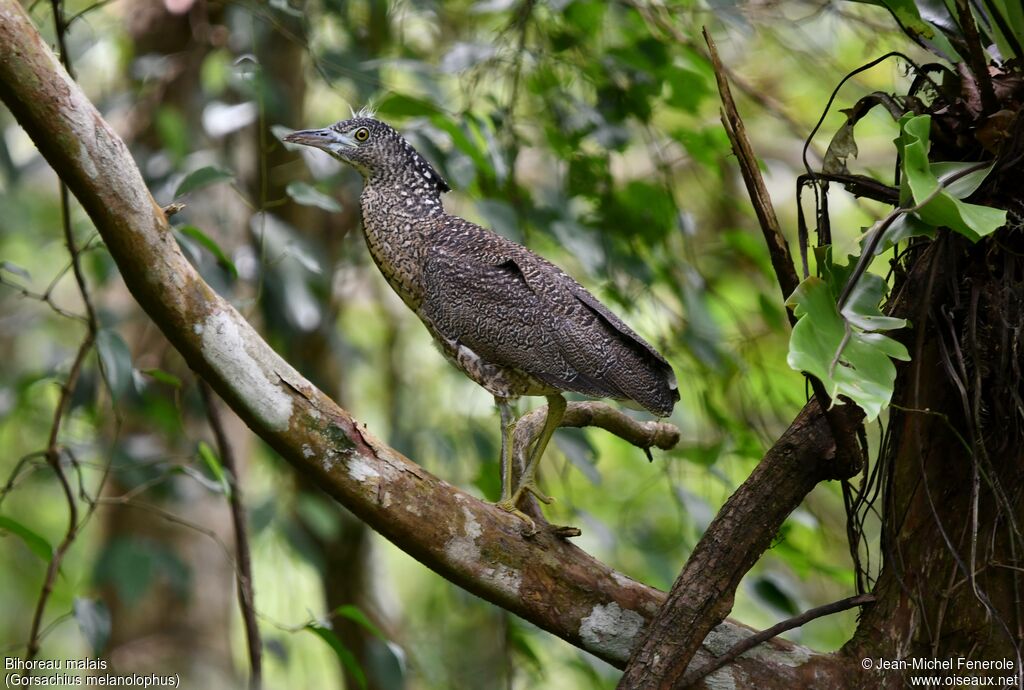 Bihoreau malaisimmature