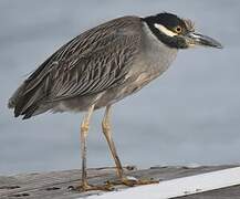 Yellow-crowned Night Heron