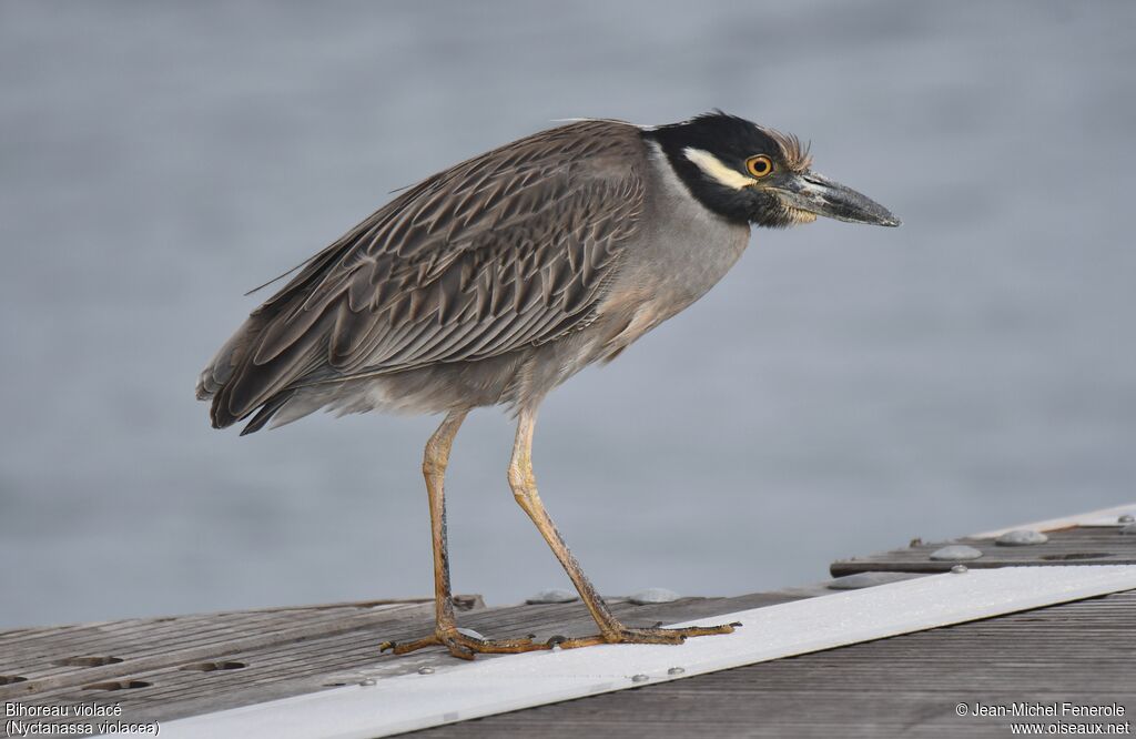 Yellow-crowned Night Heronadult