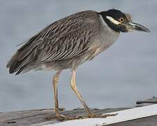 Yellow-crowned Night Heron