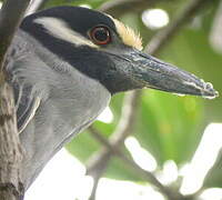 Yellow-crowned Night Heron