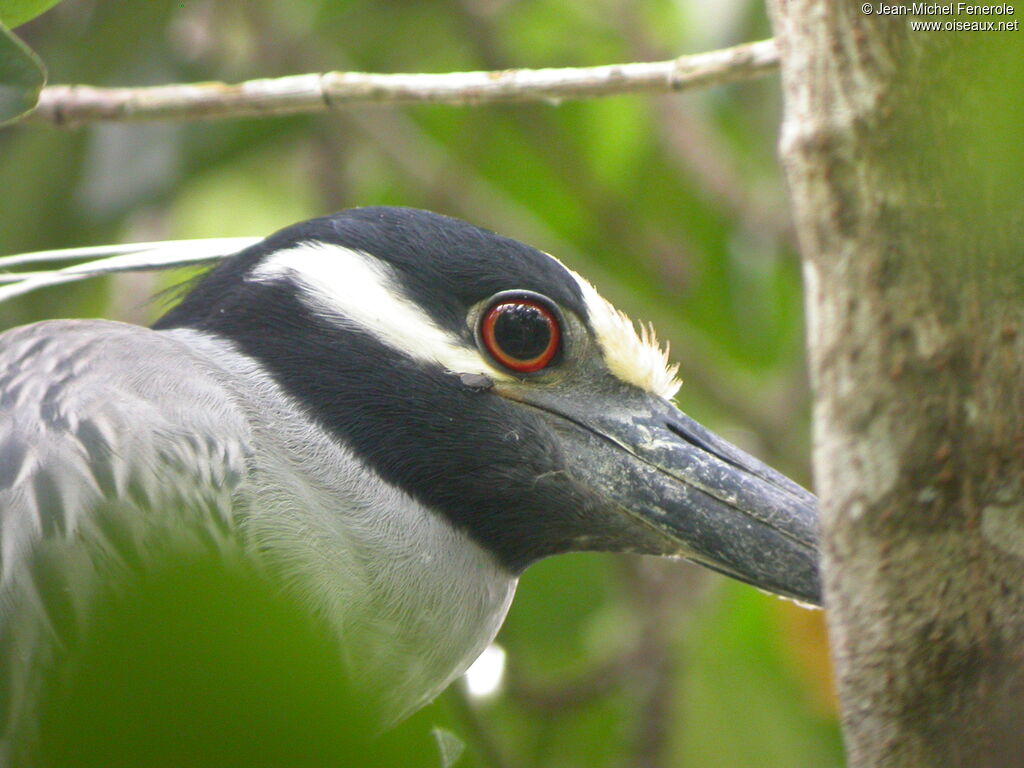 Yellow-crowned Night Heron