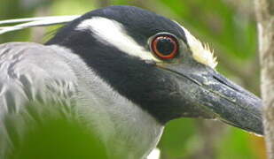 Yellow-crowned Night Heron