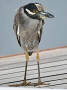 Yellow-crowned Night Heron