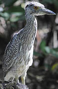 Yellow-crowned Night Heron