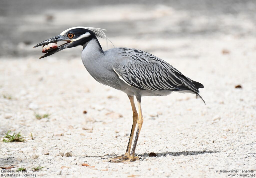 Yellow-crowned Night Heron