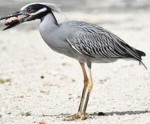 Yellow-crowned Night Heron