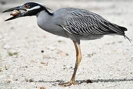 Yellow-crowned Night Heron