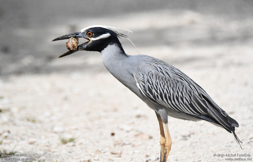 Yellow-crowned Night Heron