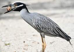 Yellow-crowned Night Heron