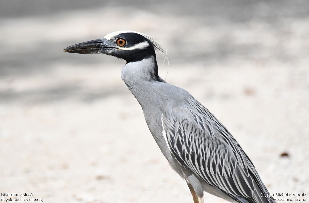 Yellow-crowned Night Heron