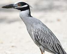 Yellow-crowned Night Heron