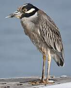 Yellow-crowned Night Heron