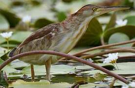 Yellow Bittern