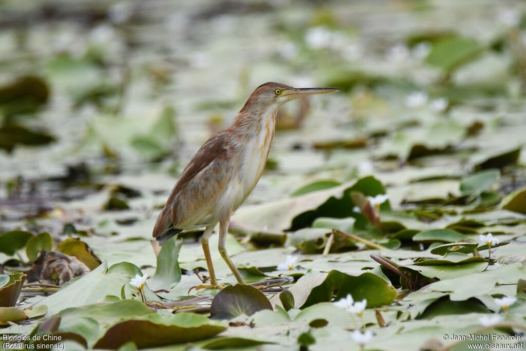 Yellow Bittern