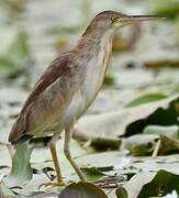 Yellow Bittern