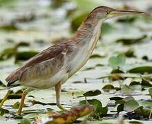 Yellow Bittern